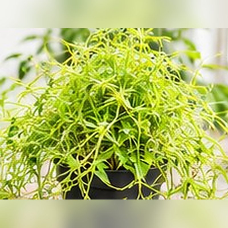 Amarbel