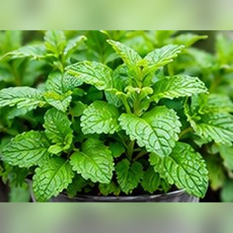 Mentha (Peppermint) photo 2