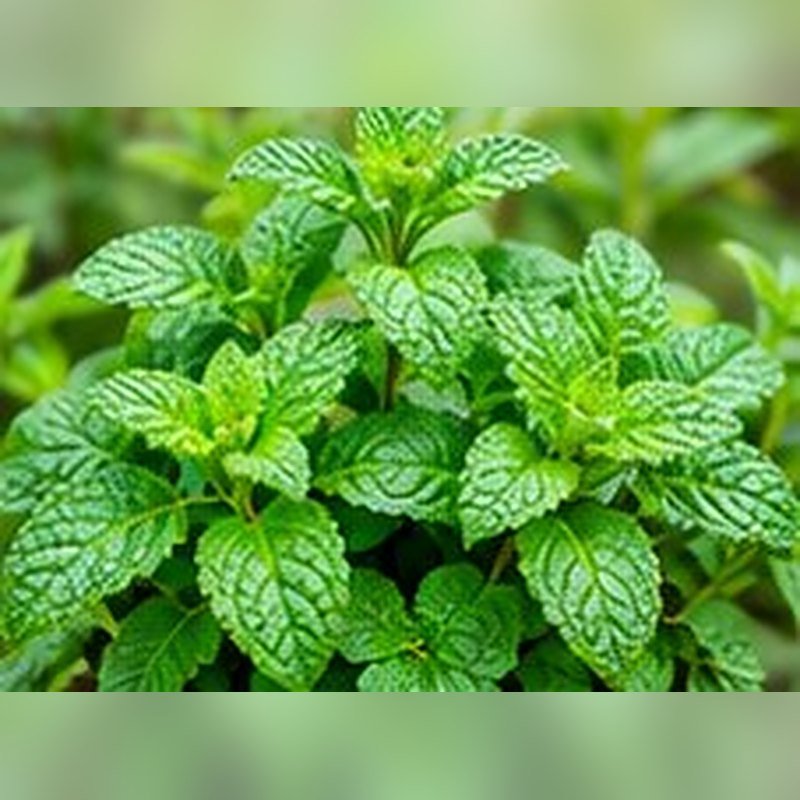 Mentha (Peppermint)