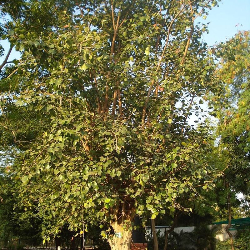 Peepal