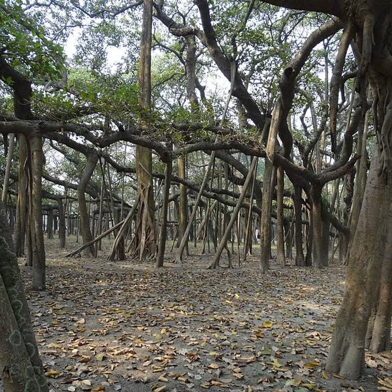 Bargad (Banyan)