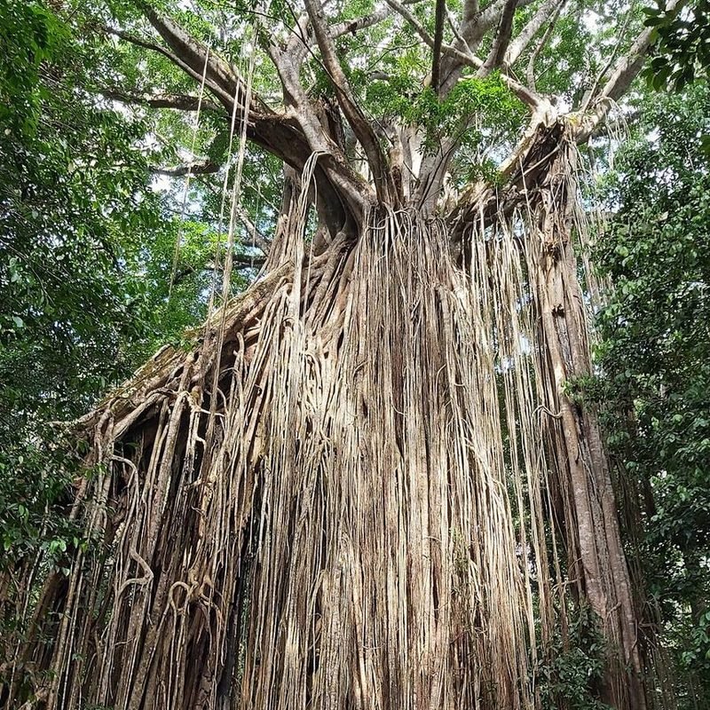 Pakar