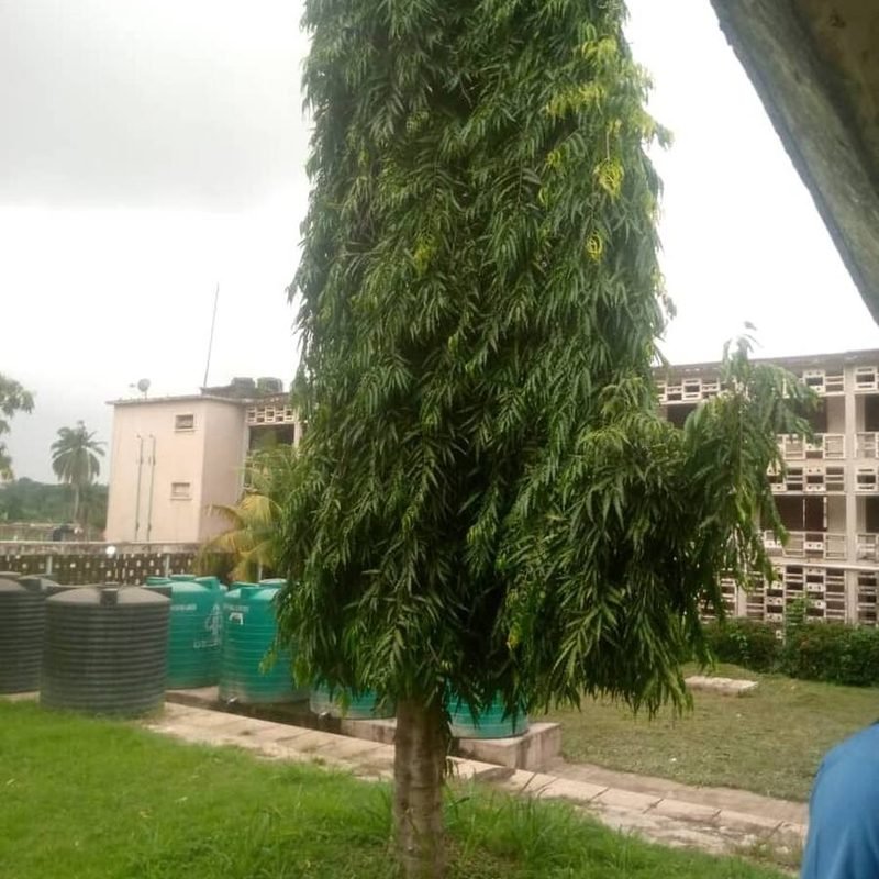 Ashoka (Pendula)