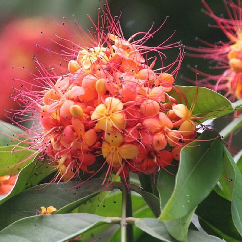 Sita Ashok