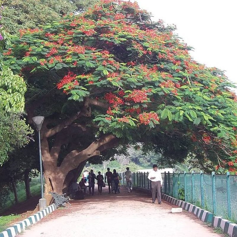 Gulmohar
