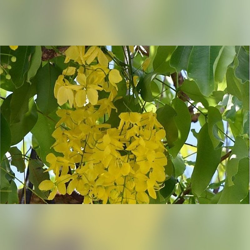 Amaltas