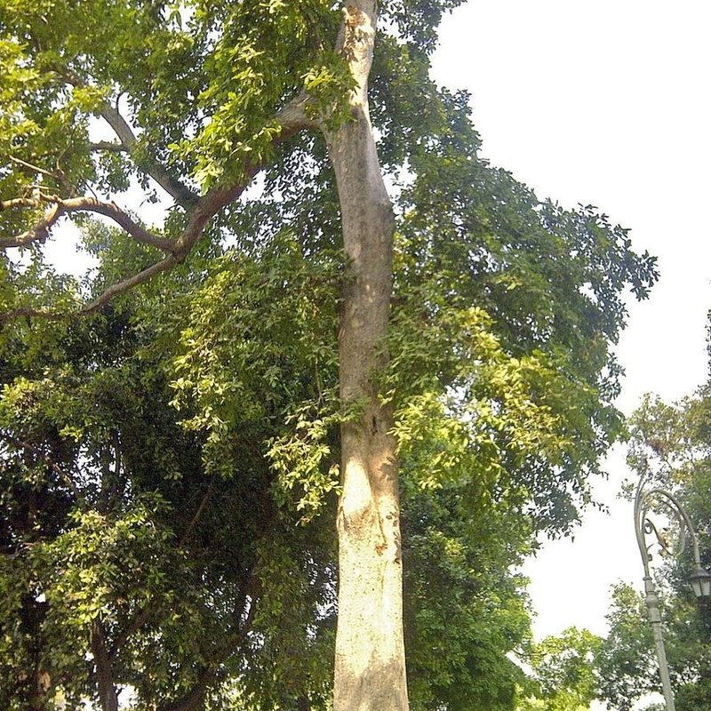 Arjun