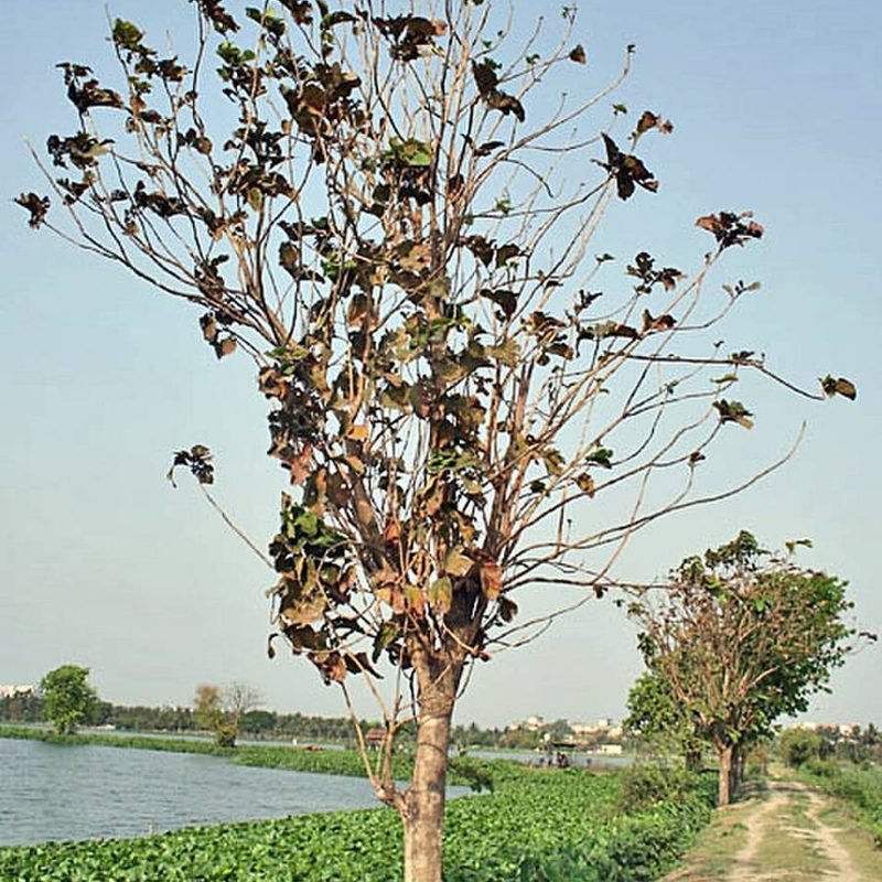 Sagwan (Teak)