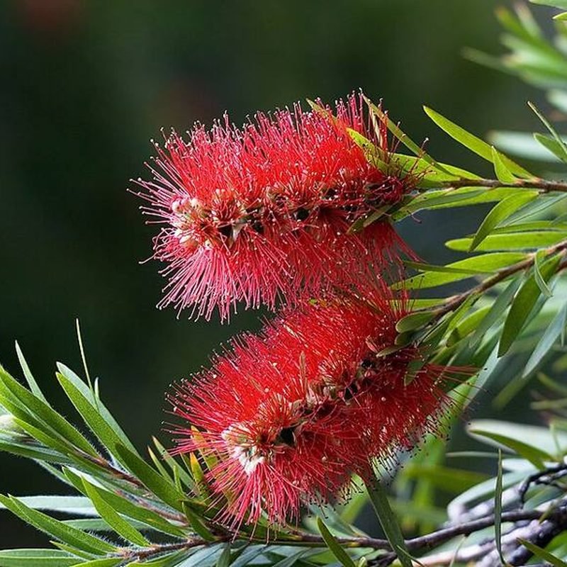 Bottle Brush