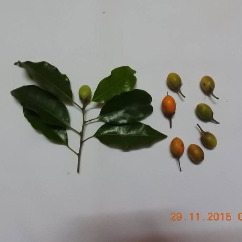 Maulsari (Bakul)