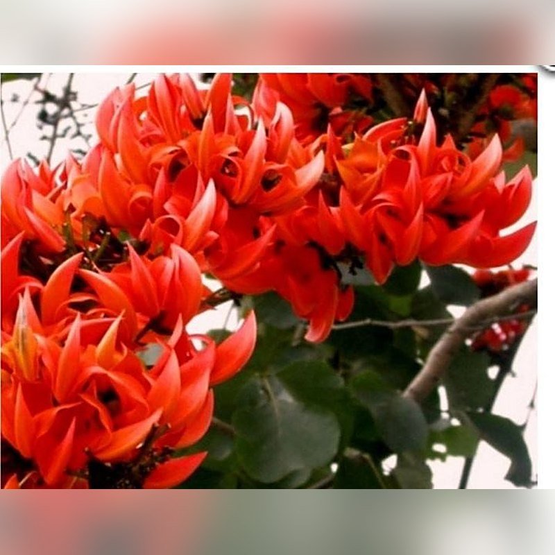 Palash