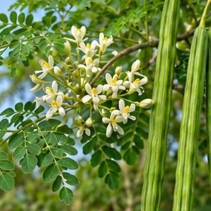 Sahjan (Moringa)