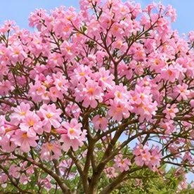 Pink Tabebuia