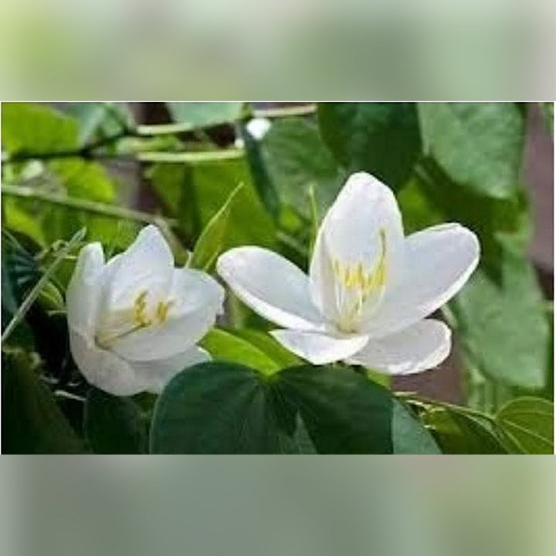 Kachnar (White)