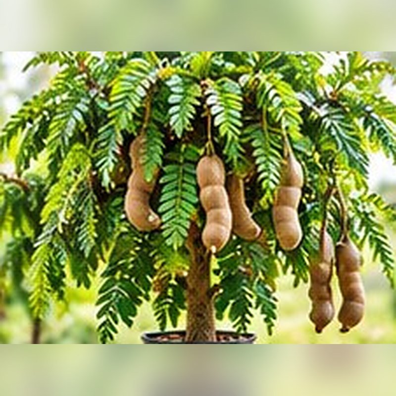 Imli (Tamarind)
