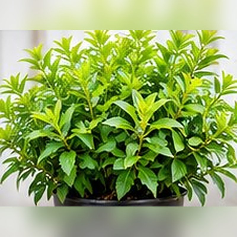 Chandan (Sandalwood)