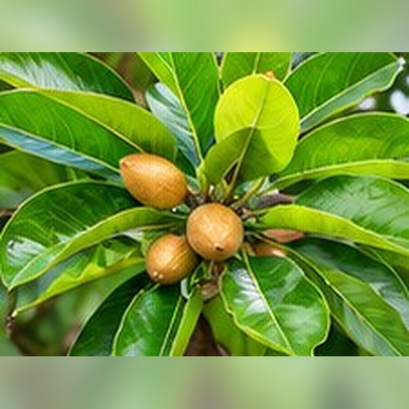 Desi Badam