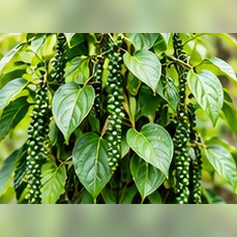 Kali Mirch (Black Pepper)
