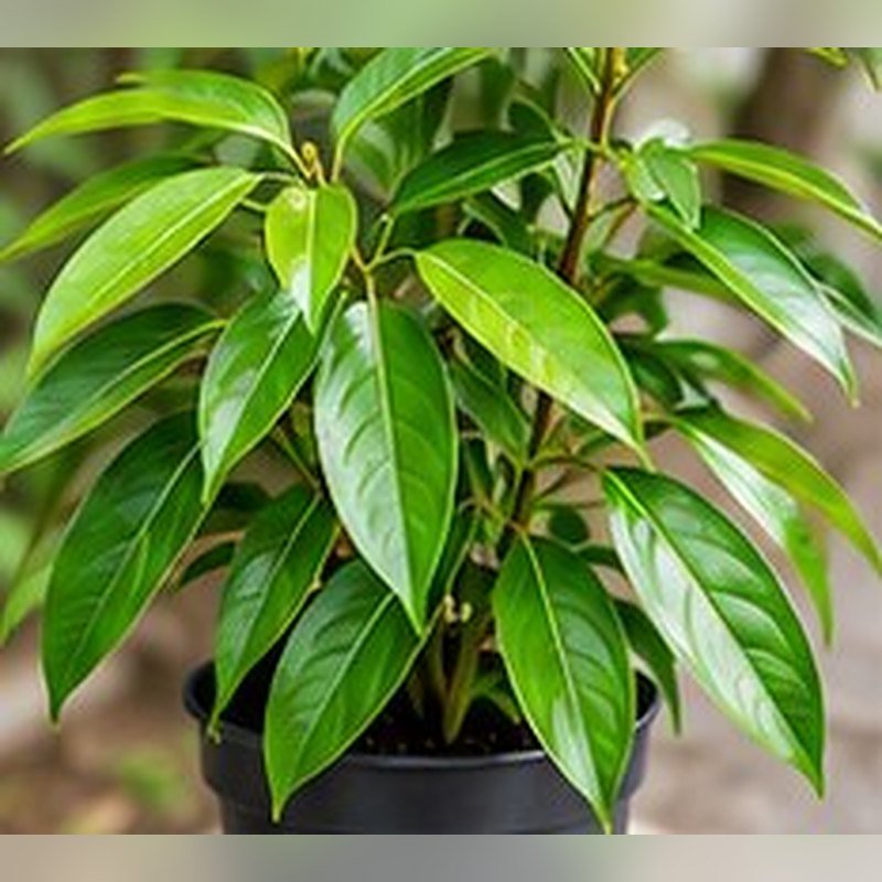 Tejpatta (Bay Leaf) photo 2