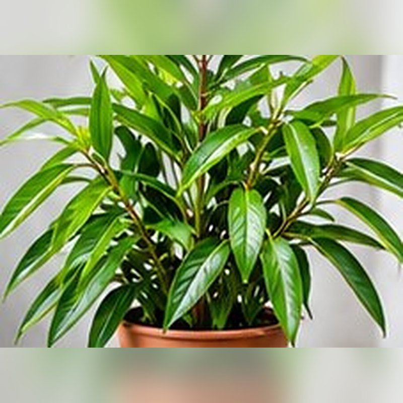 Tejpatta (Bay Leaf)