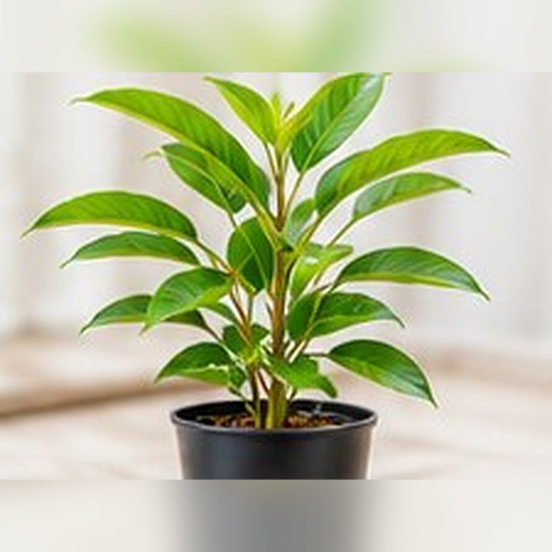 Dalchini (Cinnamon)