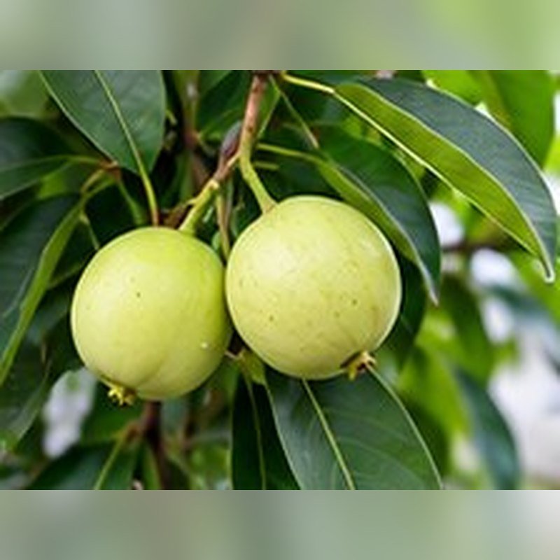Jaiphal (Nutmeg)