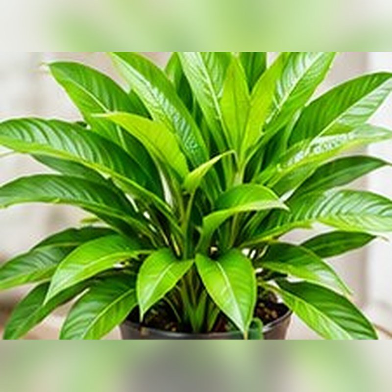 Allspice