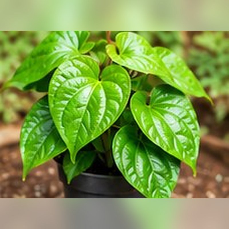 Paan (Betel Leaf)