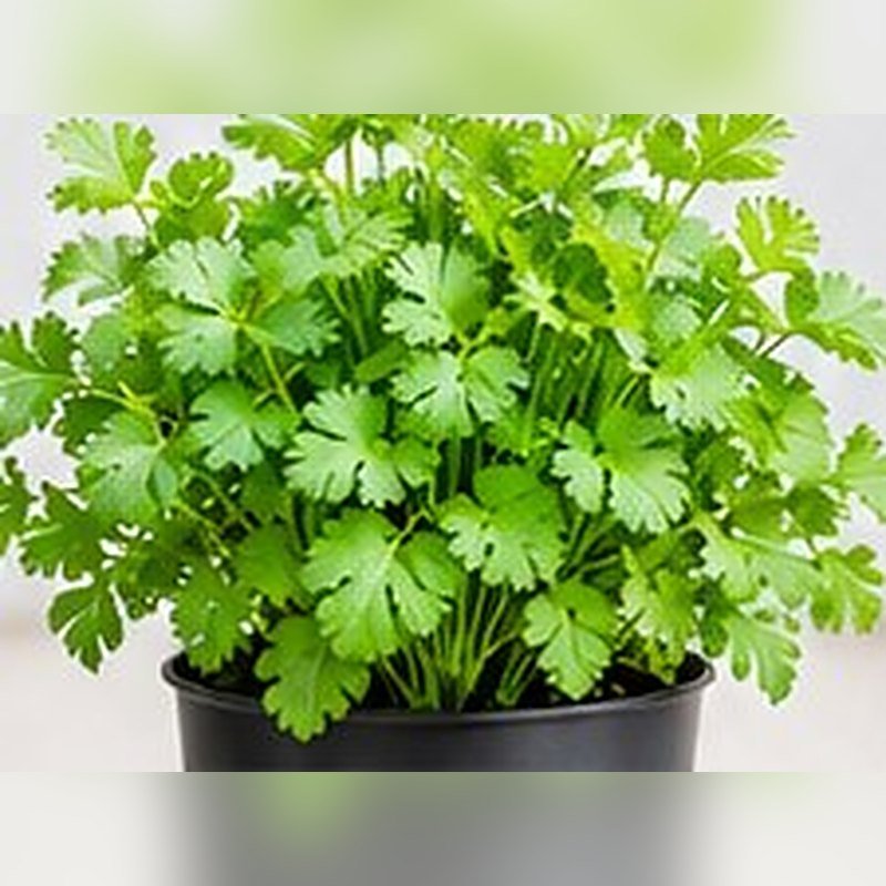 Dhaniya (Coriander) photo 2