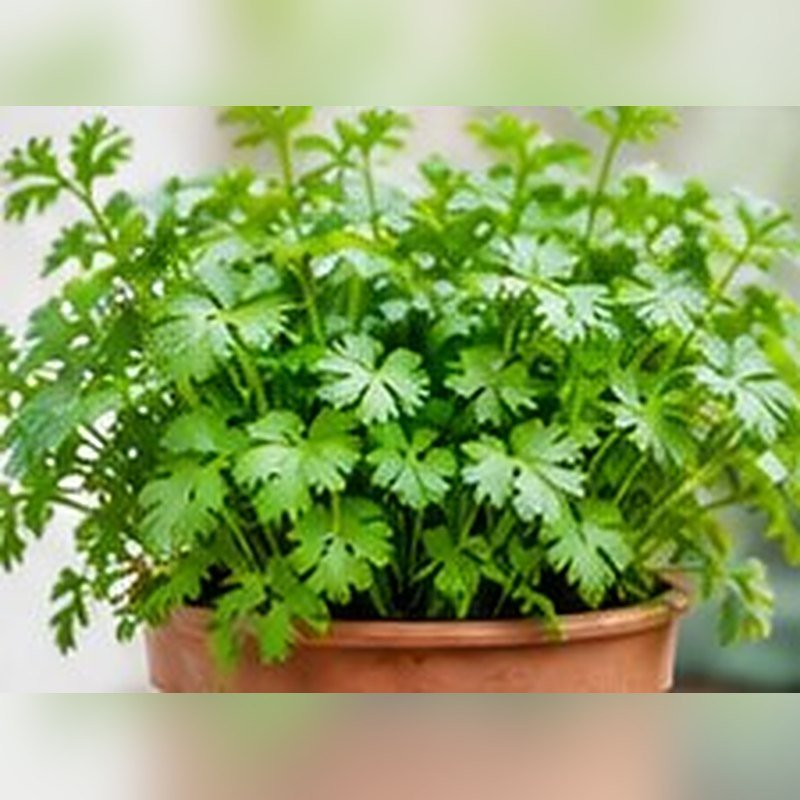 Dhaniya (Coriander)