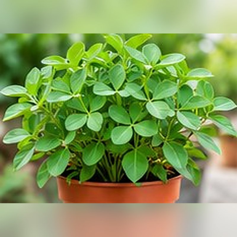 Methi (Fenugreek) photo 2