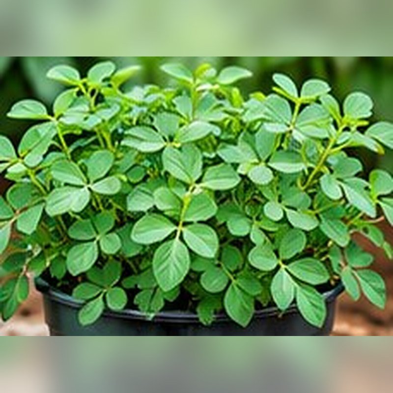 Methi (Fenugreek)