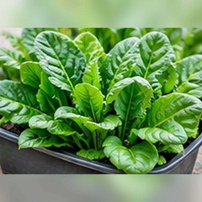 Palak (Spinach)