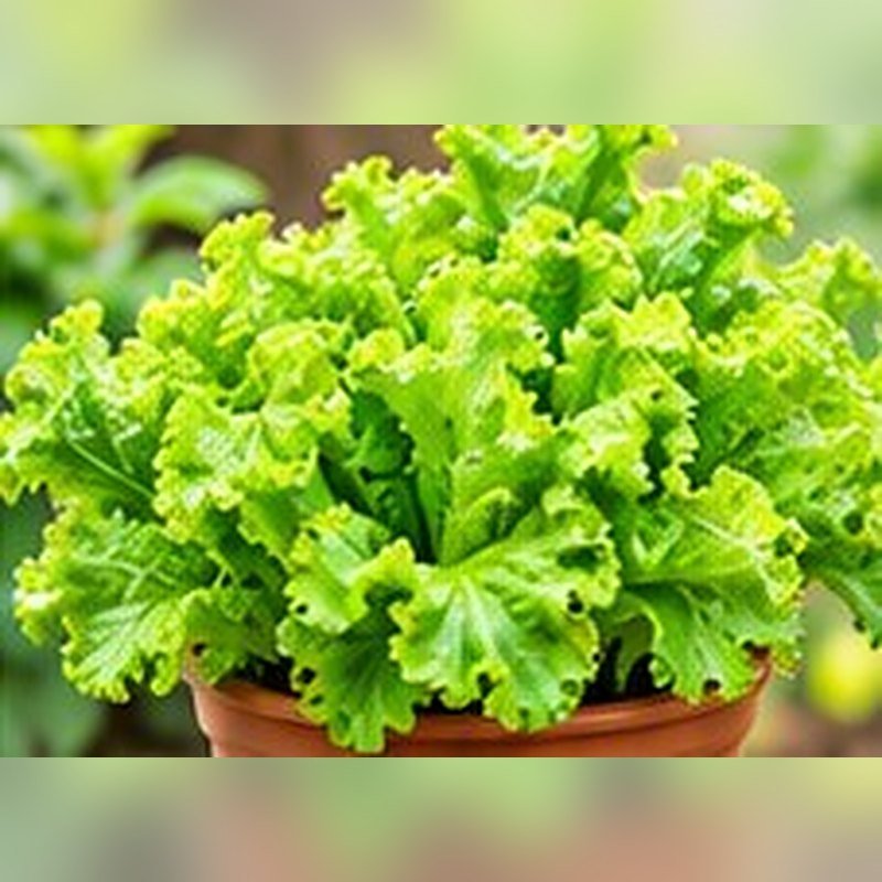 Lettuce
