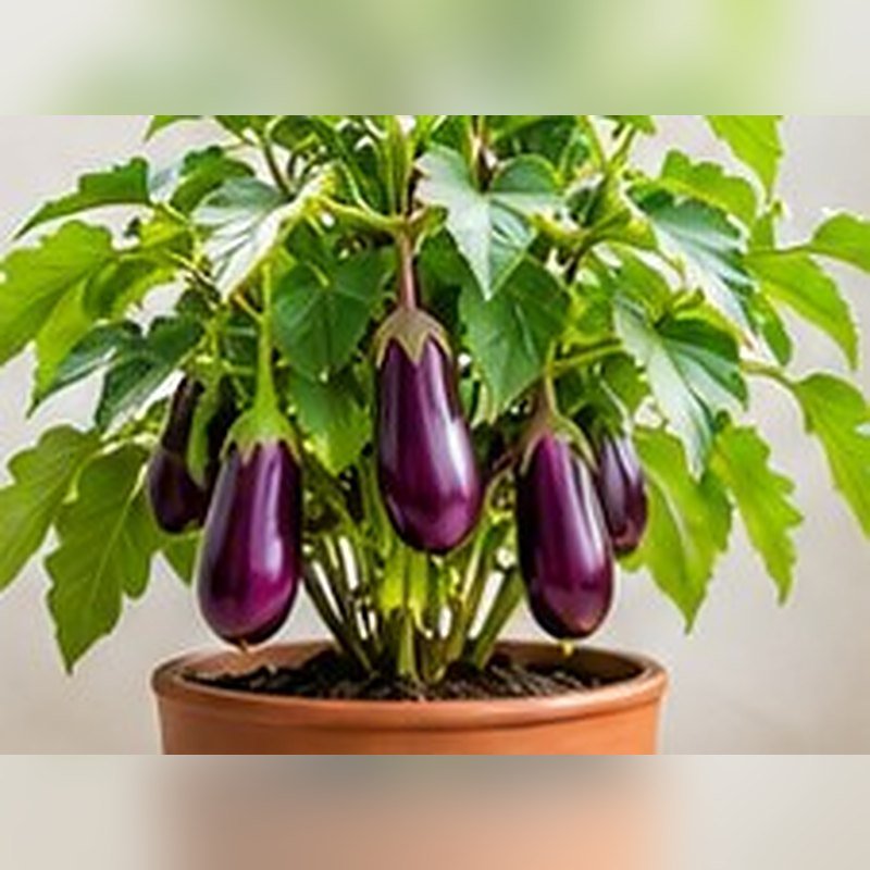 Baingan (Brinjal) photo 2