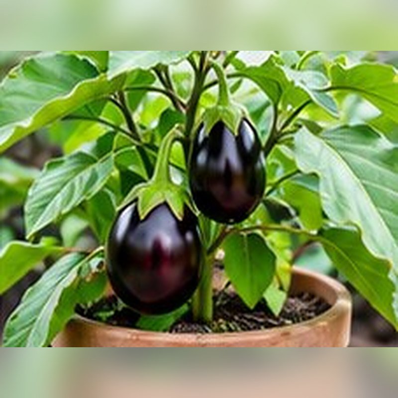 Baingan (Brinjal)