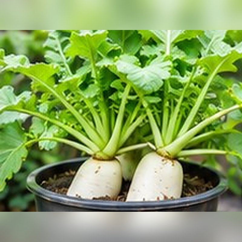 Muli (Radish)