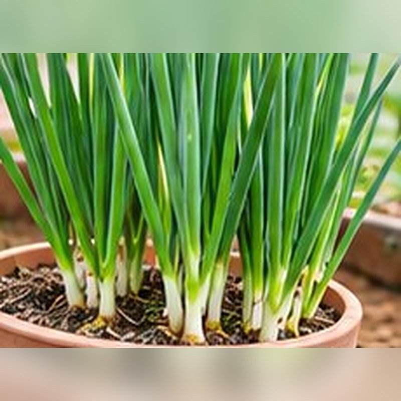 Pyaz (Onion)