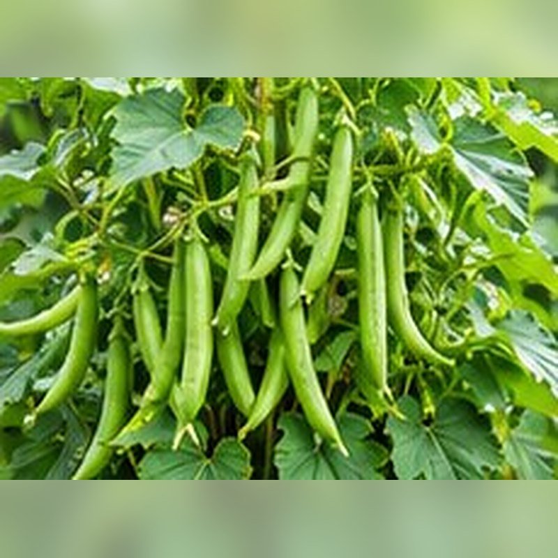 Sem (Beans)