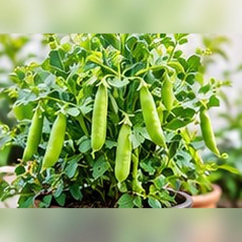 Matar (Peas)