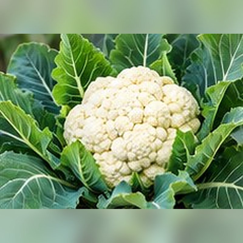 Phool Gobhi (Cauliflower)