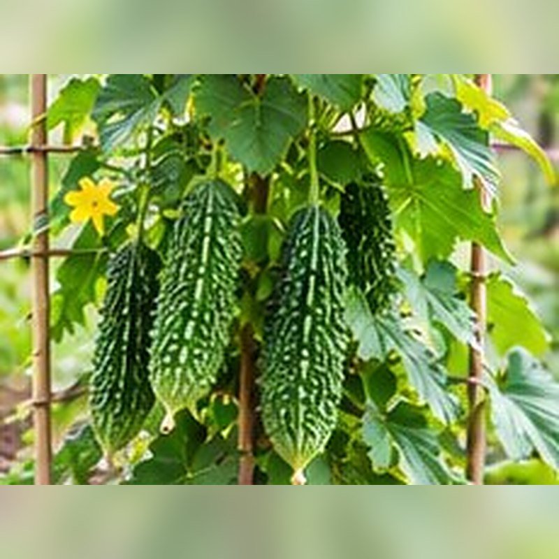 Karela (Bitter Gourd)