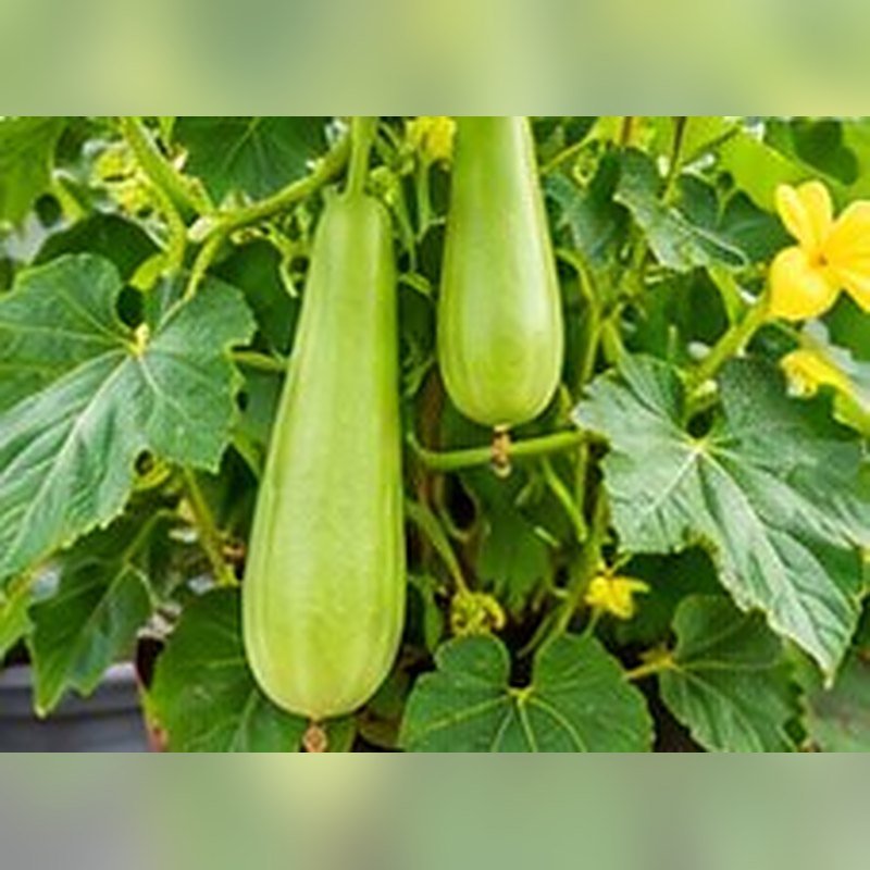 Lauki (Bottle Gourd)