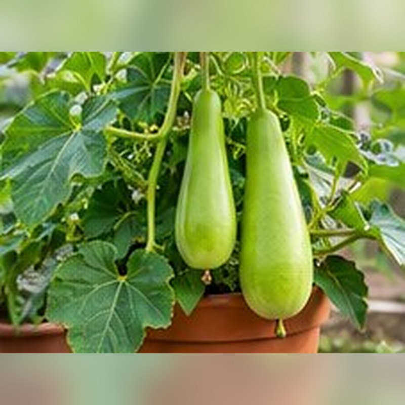 Ghiura (Sponge Gourd)
