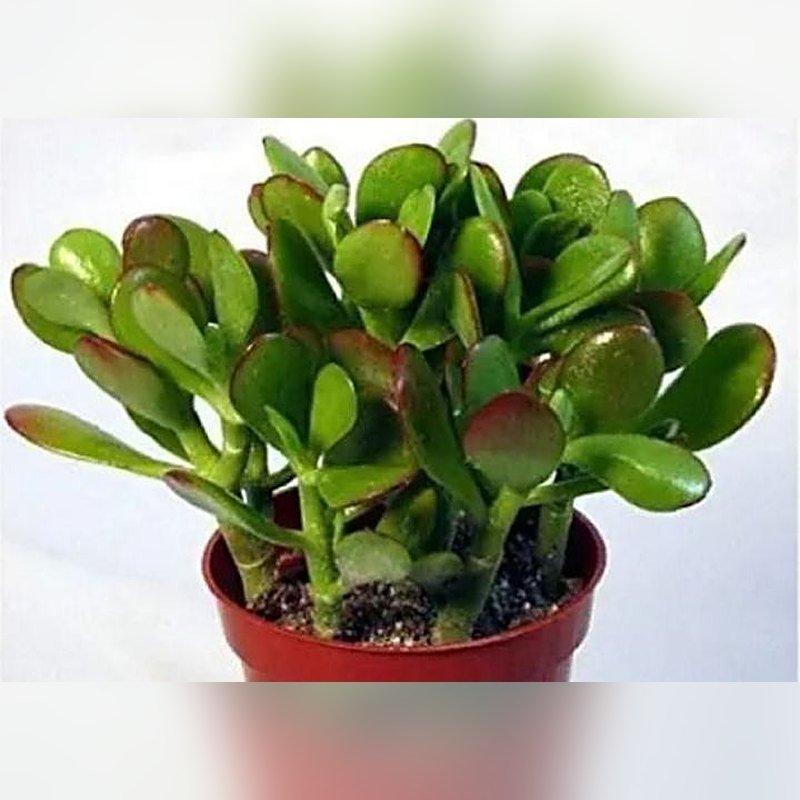 Jade Plant