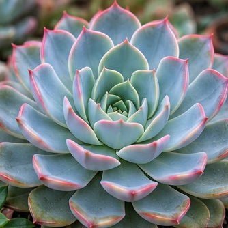 Echeveria