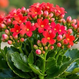 Kalanchoe