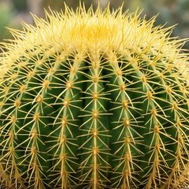 Golden Barrel Cactus
