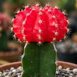 Moon Cactus