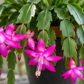 Christmas Cactus